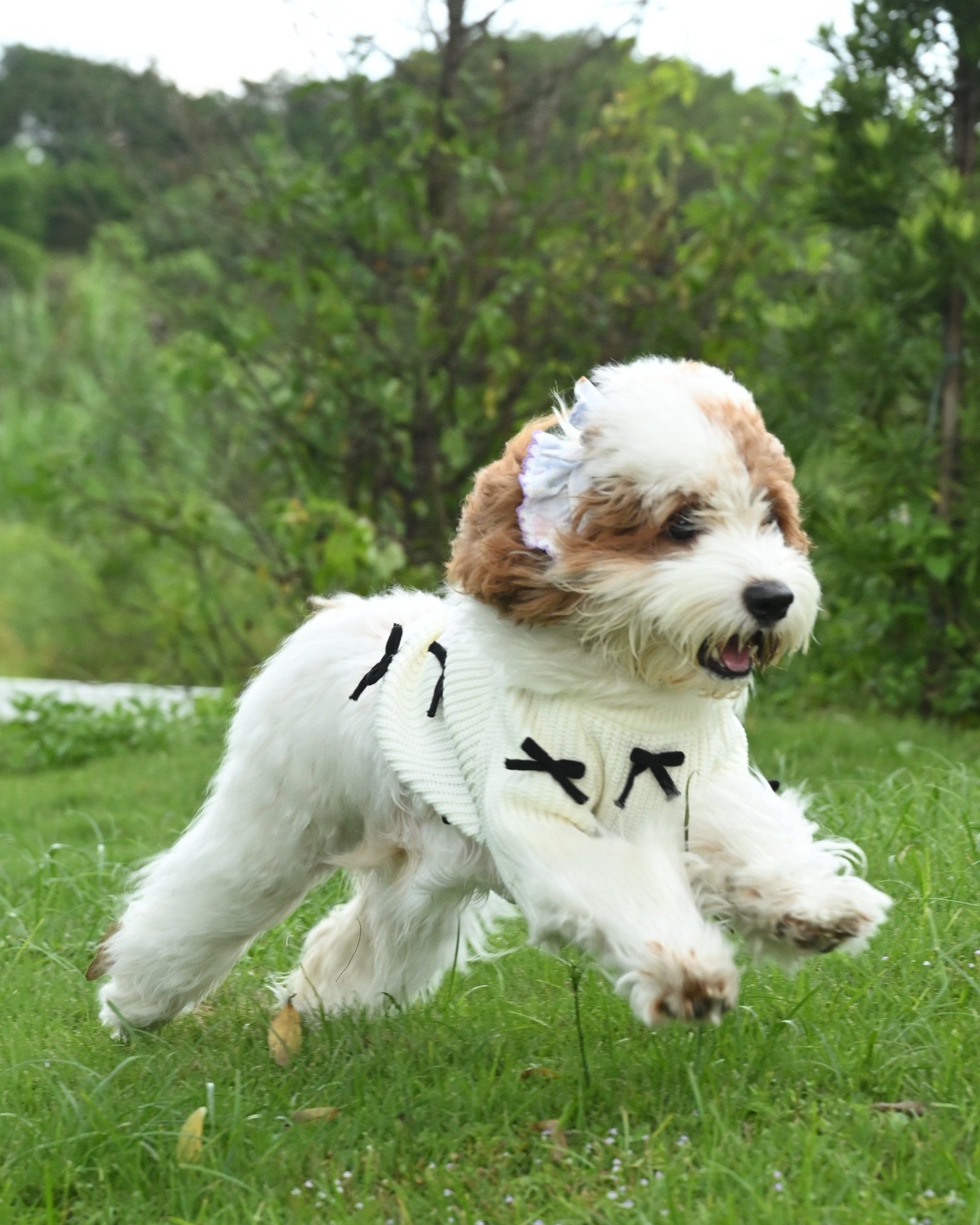 Black Bow-3D Motif Pet Sweater - Image 5